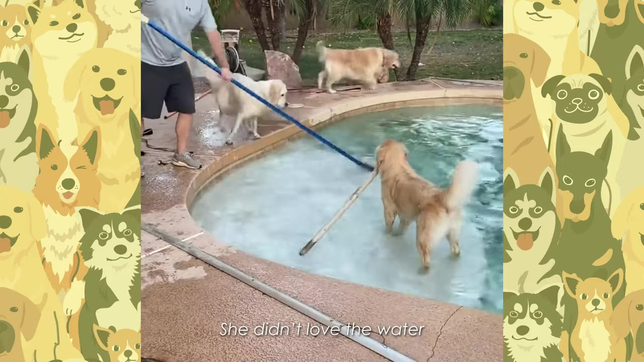A golden retriever stands reluctantly on the shallow steps of a swimming pool while a man holds a pool cleaning pole nearby.