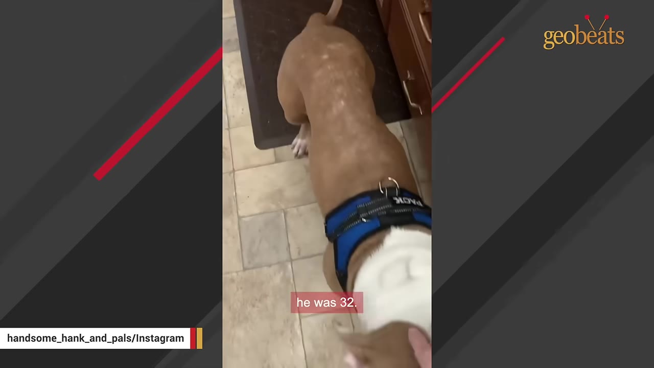 An overhead view of a tan dog wearing a blue harness standing on a tiled floor.