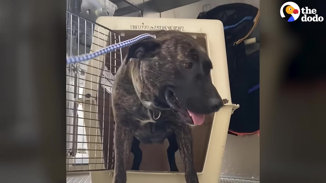 A nervous brindle dog cautious stepping out of a transport crate while on a leash.