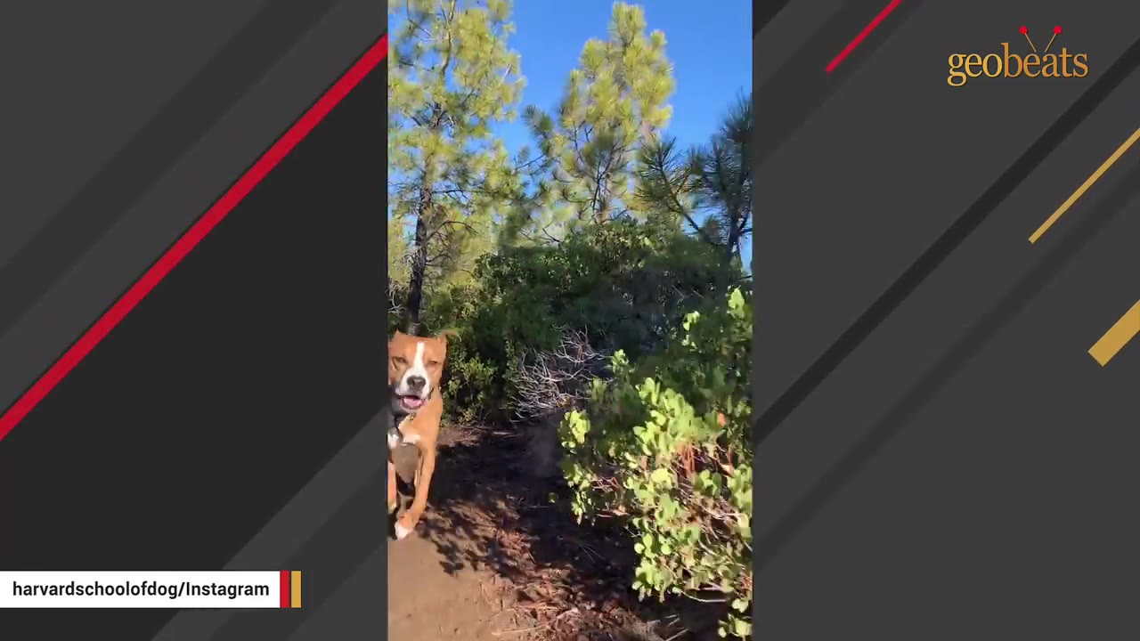 A tan and white dog resembling a pit bull and boxer mix running along a dirt trail surrounded by green bushes and pine trees under a blue sky.