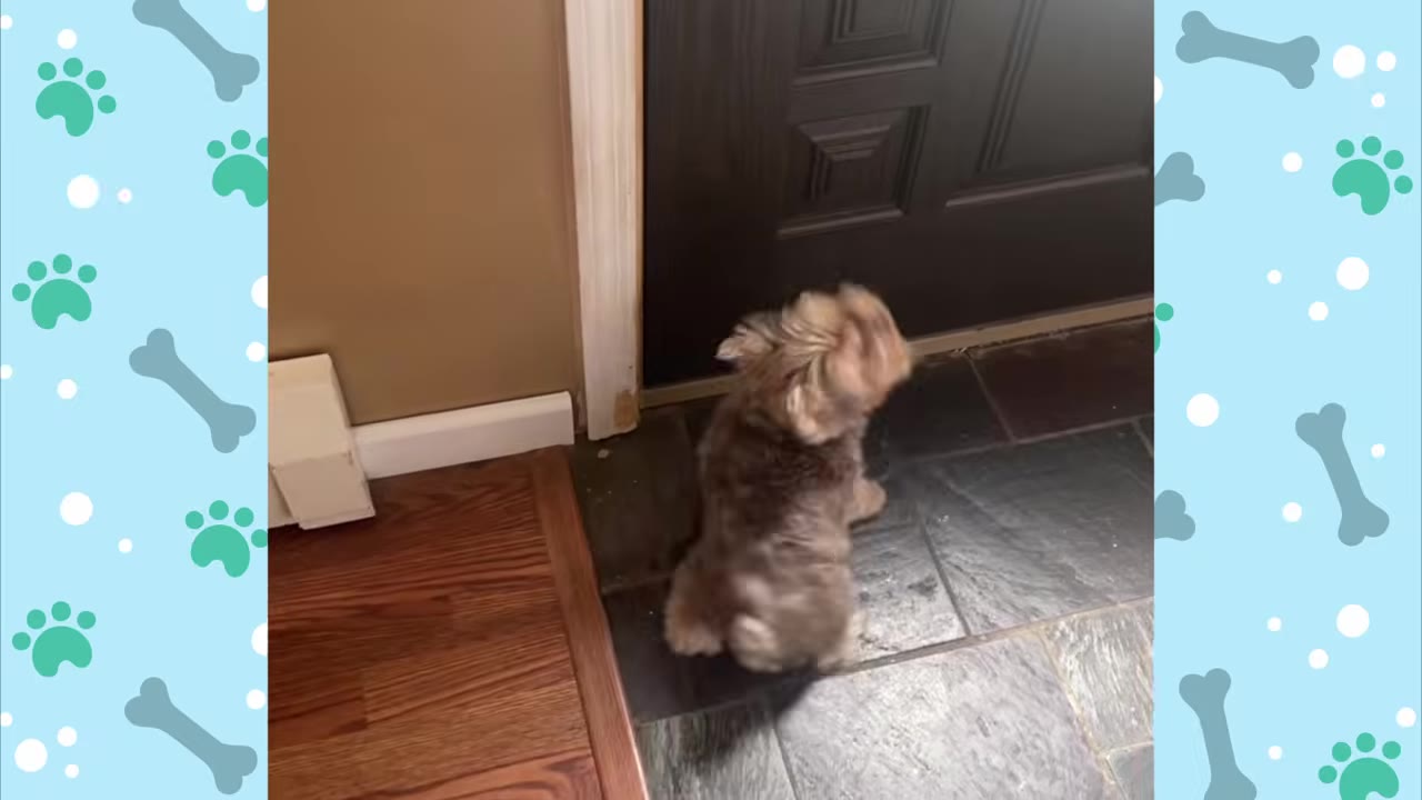 A small brown dog chewing on the bottom corner of a wooden door frame.