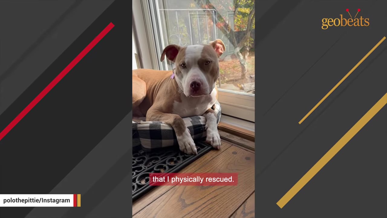 A tan and white dog resting on a plaid dog bed by a glass door indoors.