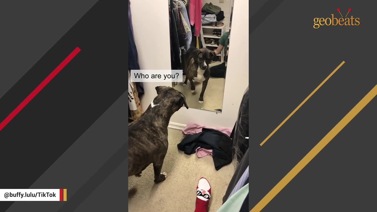 A brindle dog stands in a room looking directly at its reflection in a full-length mirror.