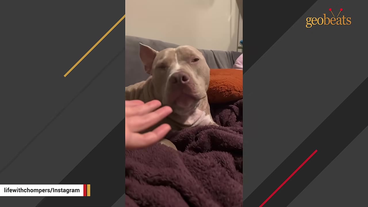 A tan and white pit bull named Chompers lies quietly on a couch with a purple blanket, looking calmly towards a hand reaching out to pet him.