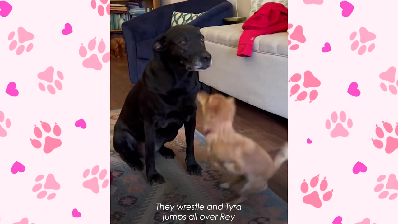 A large black dog sits patiently on a rug next to a small tan dog jumping up playfully.