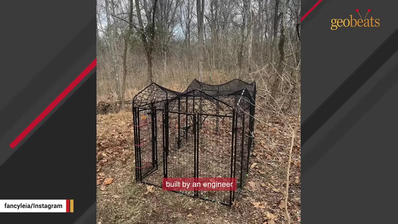 A large black wire mesh enclosure, known as a Missy trap, set up in a wooded area with dry leaves on the ground.