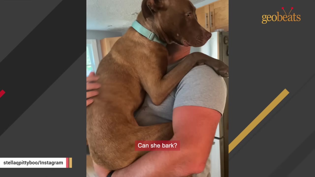 A brown dog with a blue collar being held in a person's arms indoors.