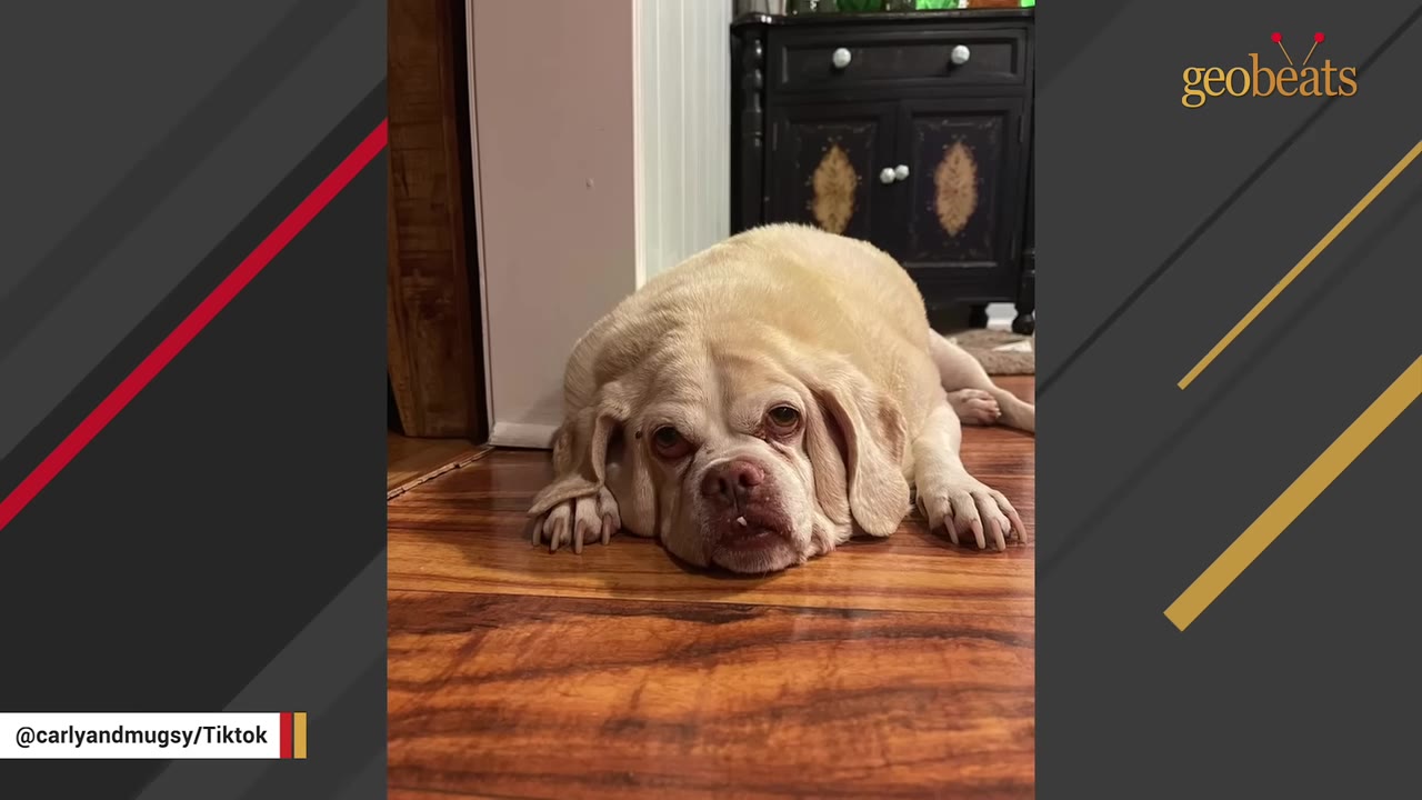 A light-colored dog resting flat on a wooden floor, looking directly forward.