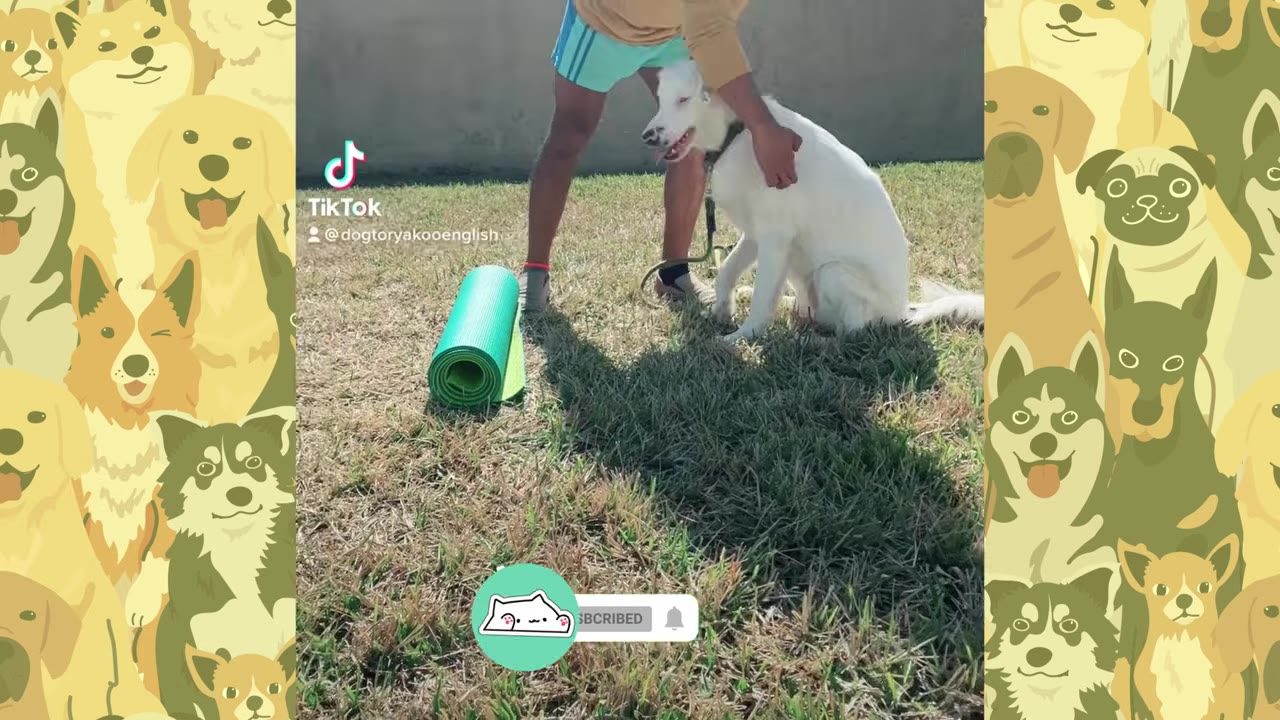 A man standing on grass outdoors with his hand placed on the back of a sitting white dog next to a rolled green mat.