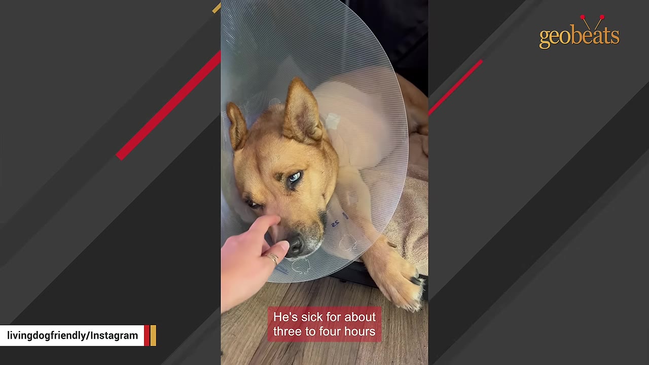 A tan dog wearing a clear plastic protective cone lies down while a person's hand gently touches its snout.