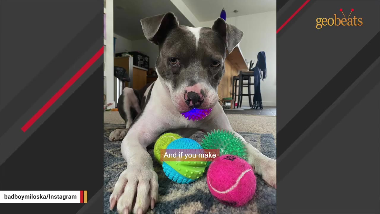 A gray and white dog lying on a rug holding a glowing purple toy in its mouth behind a pile of colorful balls.