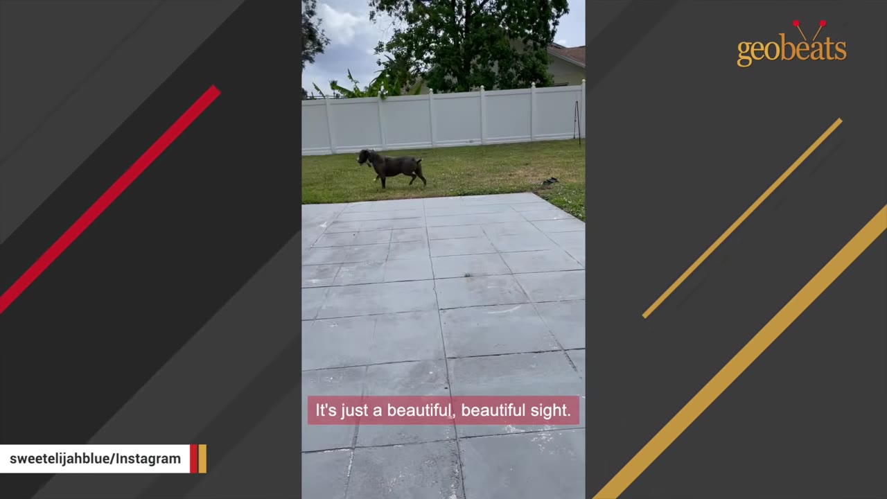 A dark-colored dog prances across a grassy backyard holding a toy in its mouth.