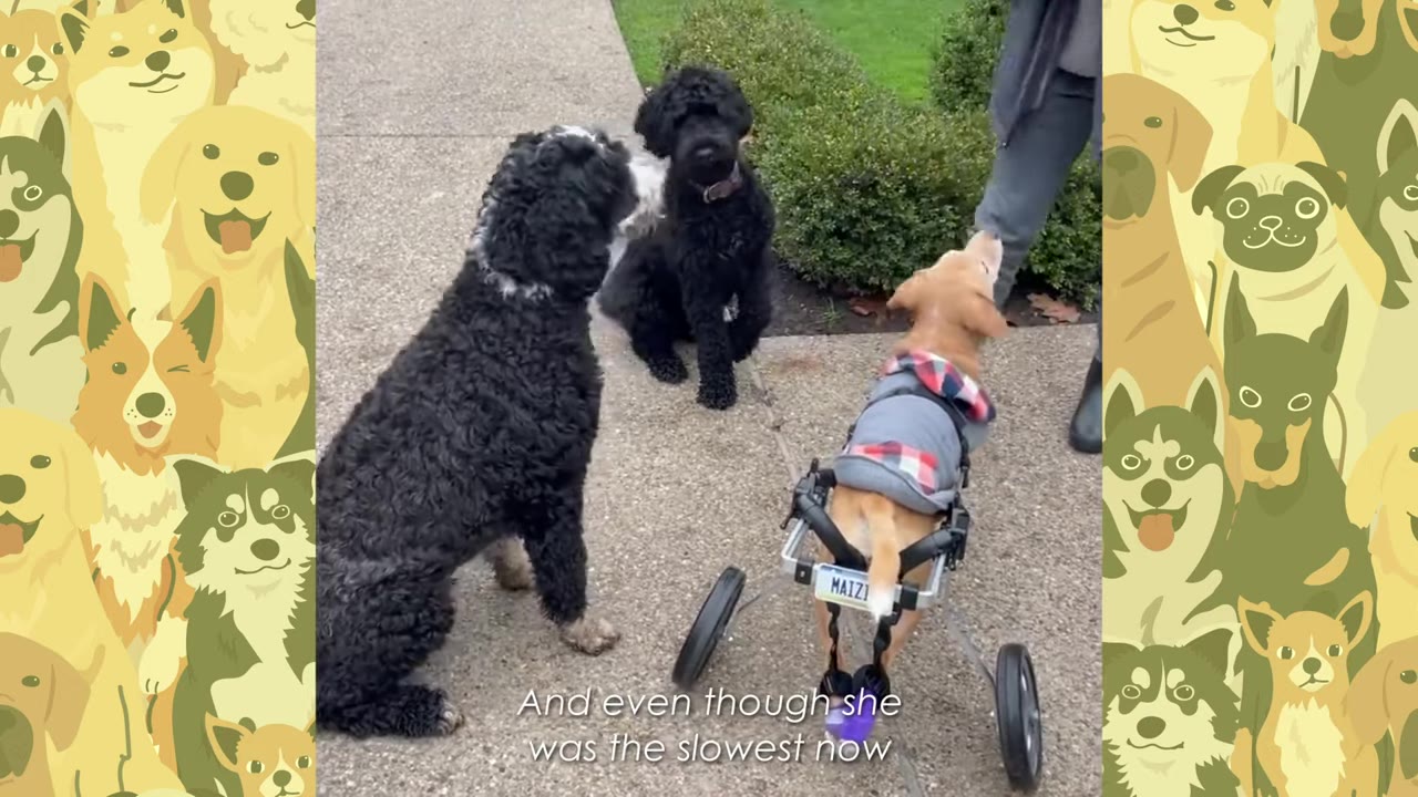 A small dog wearing a jacket sits in a custom dog wheelchair labeled MAIZI next to two larger dogs outdoors.