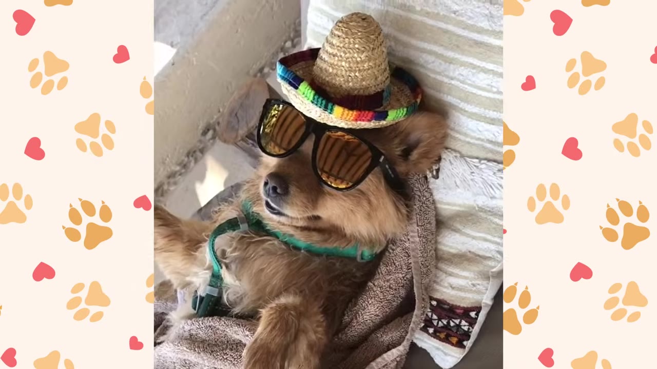 A small brown dog lounging comfortably while wearing sunglasses and a tiny straw sombrero hat.