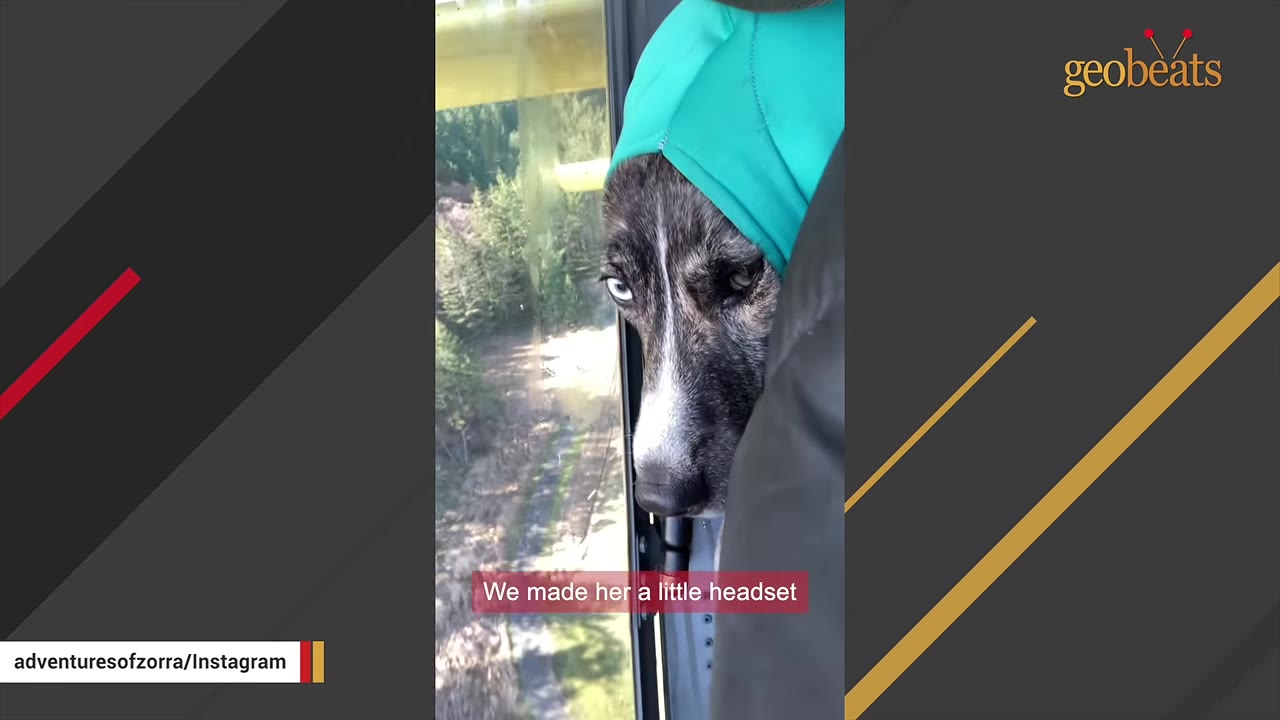 A close-up view of Zorra the dog wearing a teal green protective hood while looking out an airplane window at trees below.