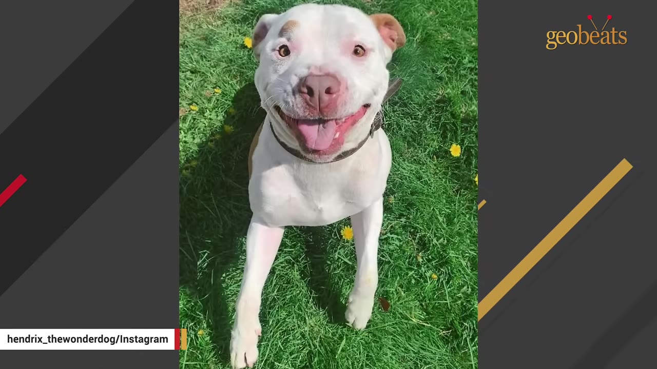 A white dog with a brown patch over one eye smiling widely while sitting on green grass.