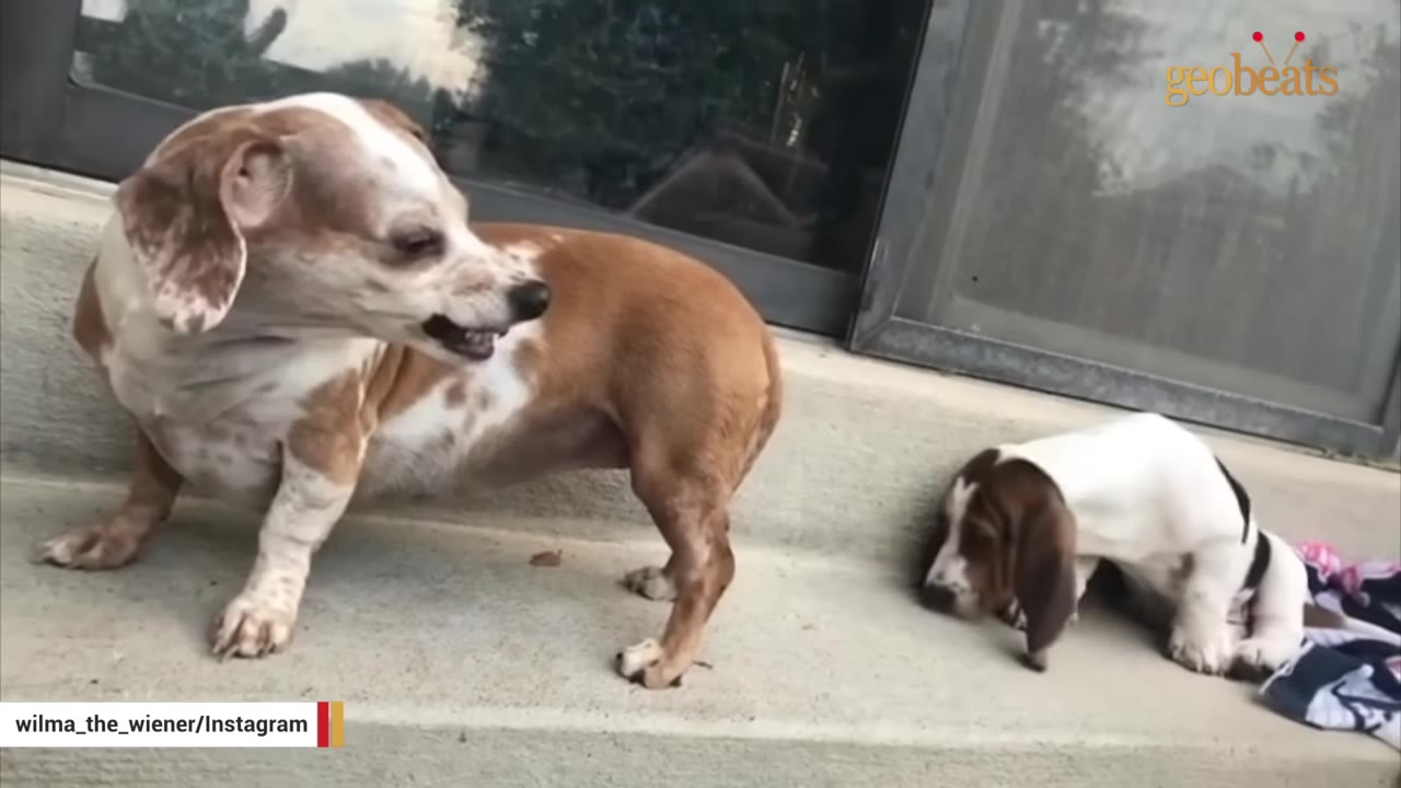 A brown and white dachshund-mix dog stands on a concrete step, baring its teeth and growling at a small basset hound puppy lying nearby.
