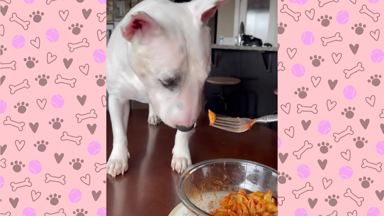 A white English Bull Terrier standing on a wooden table looking down at pasta offered on a fork.