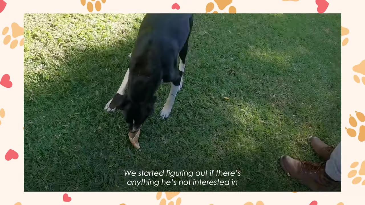A black and white dog sniffs a small object on a grassy lawn next to a person wearing brown boots, with subtitles reading 'We started figuring out if there's anything he's not interested in'.