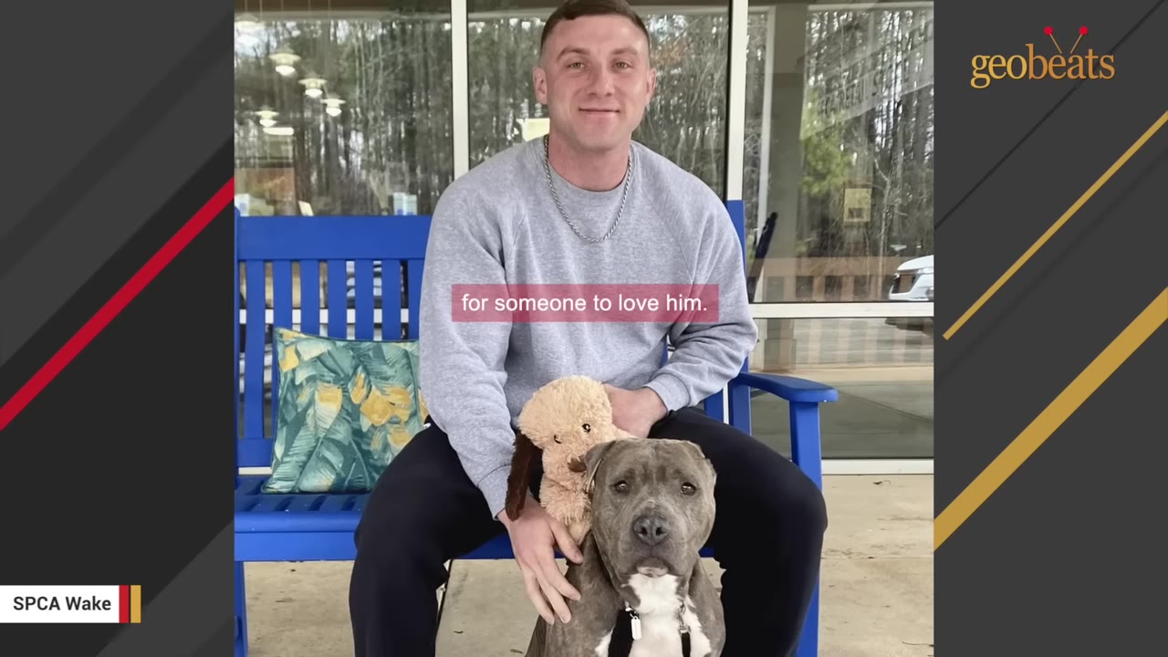 Levi sitting on a blue outdoor bench holding a plush toy behind Bruno the pit bull.