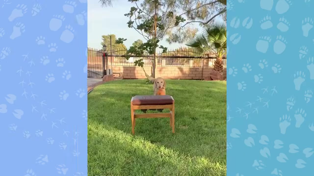 A yellow dog jumping over a small wooden stool with a brown cushion on a green lawn in a backyard.