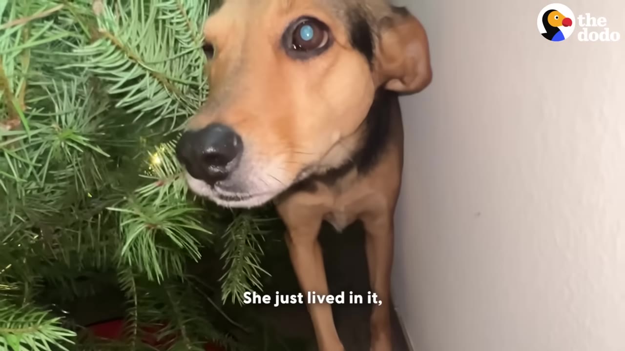 A small brown dog standing right beneath the green branches of a lighted Christmas tree and looking into the camera.