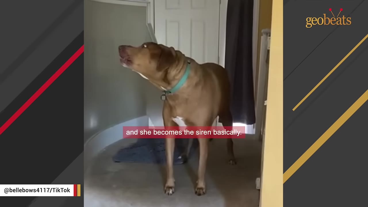 A brown dog wearing a teal collar tilts its head up while howling indoors.