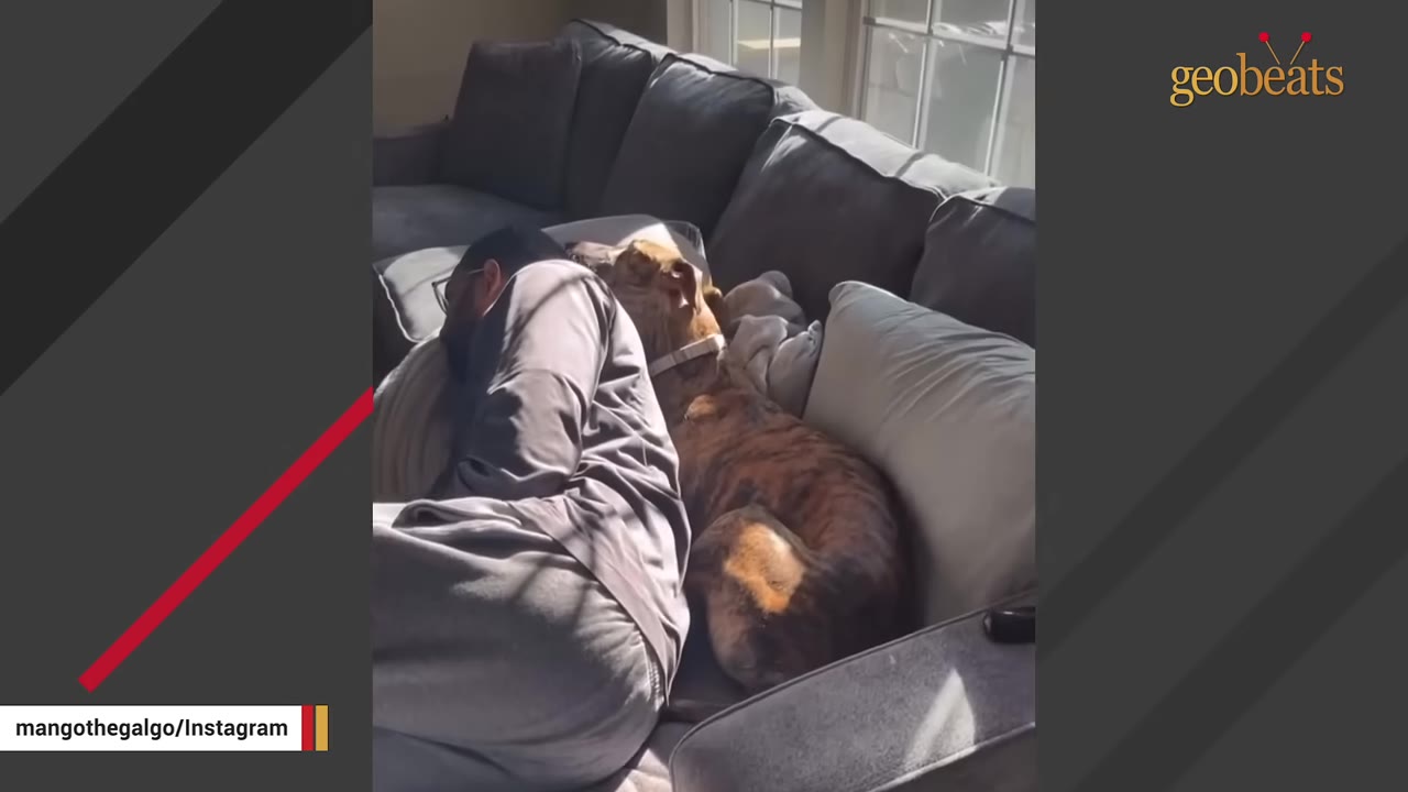 A brindle Galgo dog cuddles closely behind a person lying down on a gray sectional sofa.