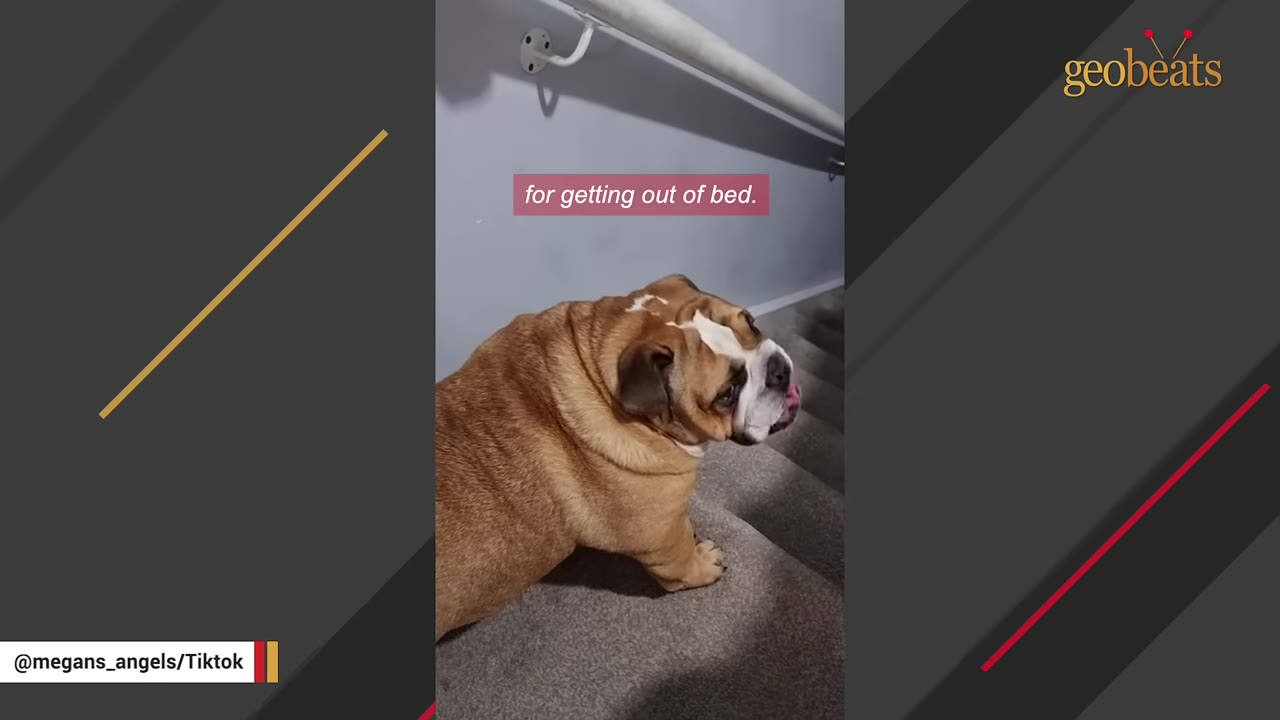 An English bulldog named Reginald standing on carpeted stairs next to a white handrail.