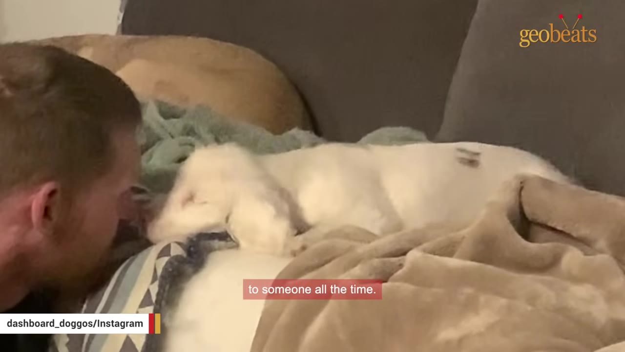 A man puts his face close to a white dog resting on a couch, gently touching noses.