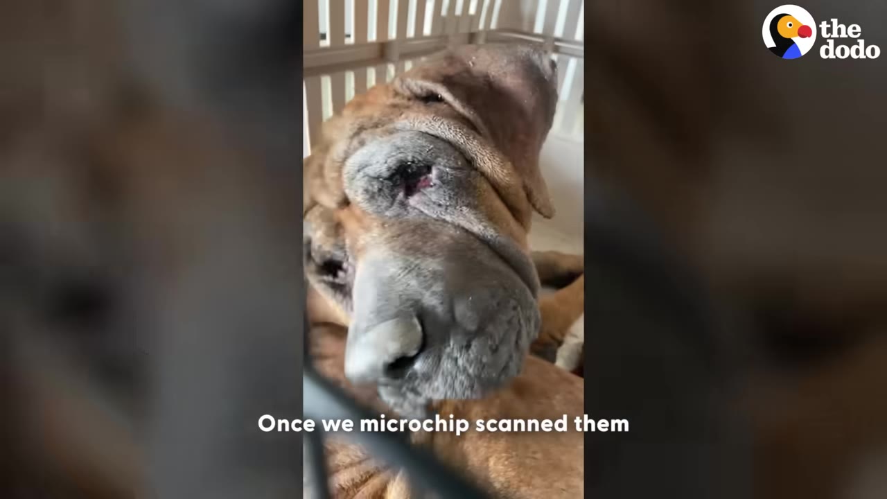 A close-up shot of a wrinkled brown dog inside a kennel being examined.