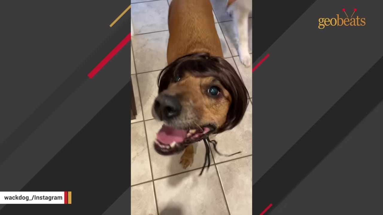 A brown dog looking up happily while wearing a short brown wig.