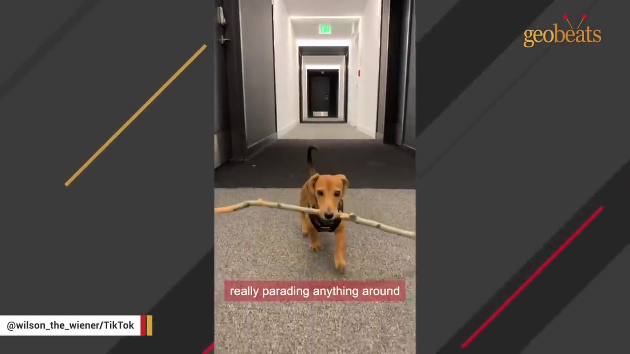 A small brown dachshund walking down a hallway carrying a stick in its mouth.