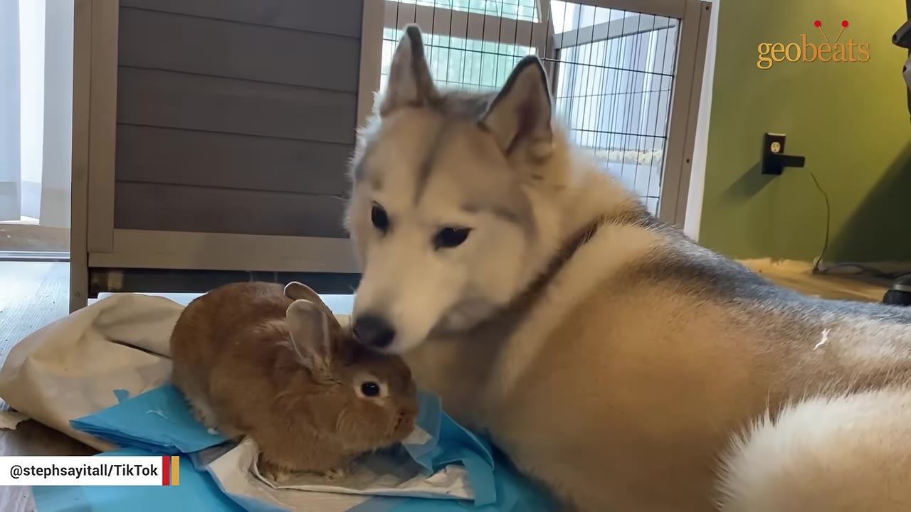 A husky dog gently nuzzles a small brown rabbit sitting on a blue pad.