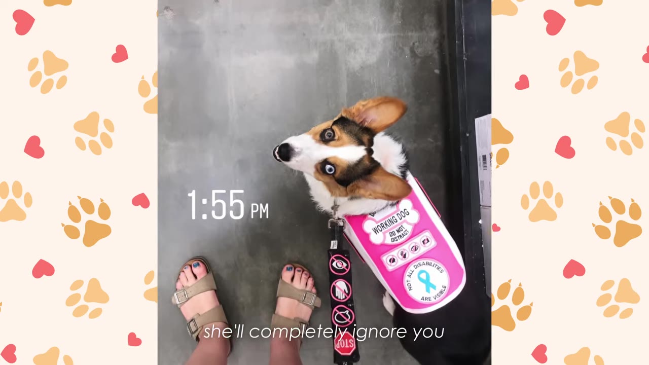 An overhead view of a tricolor Corgi wearing a pink service dog vest that says 'WORKING DOG' looking up attentively next to a person's feet in sandals.