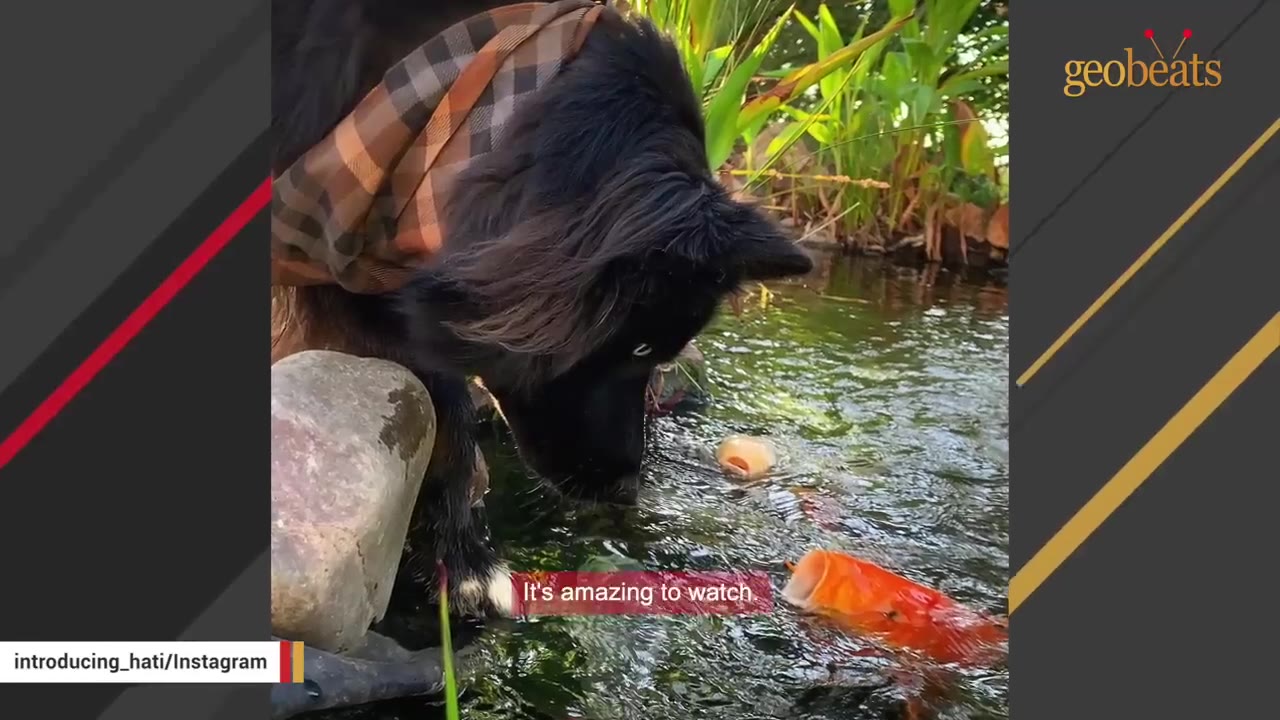A black dog wearing a brown plaid bandana leaning over the edge of a pond to look closely at an orange koi fish emerging near the water's surface.