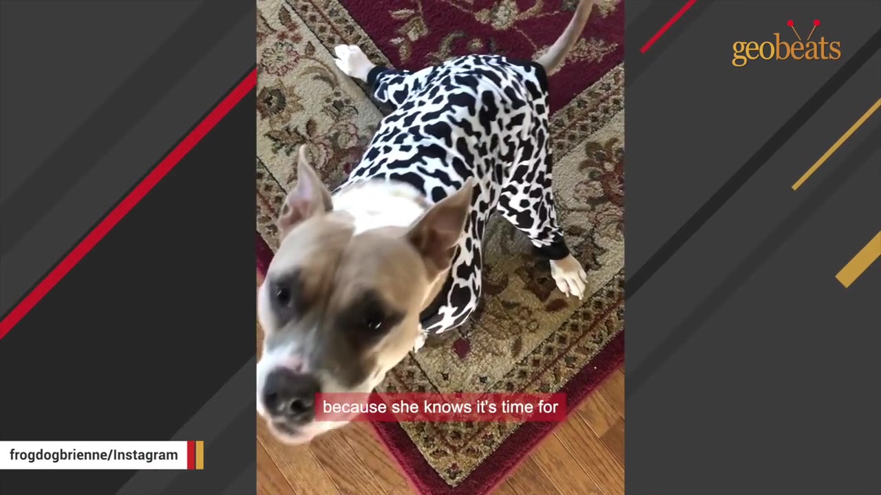 A dog wearing black and white spotted pajamas looks up while standing on a patterned rug.