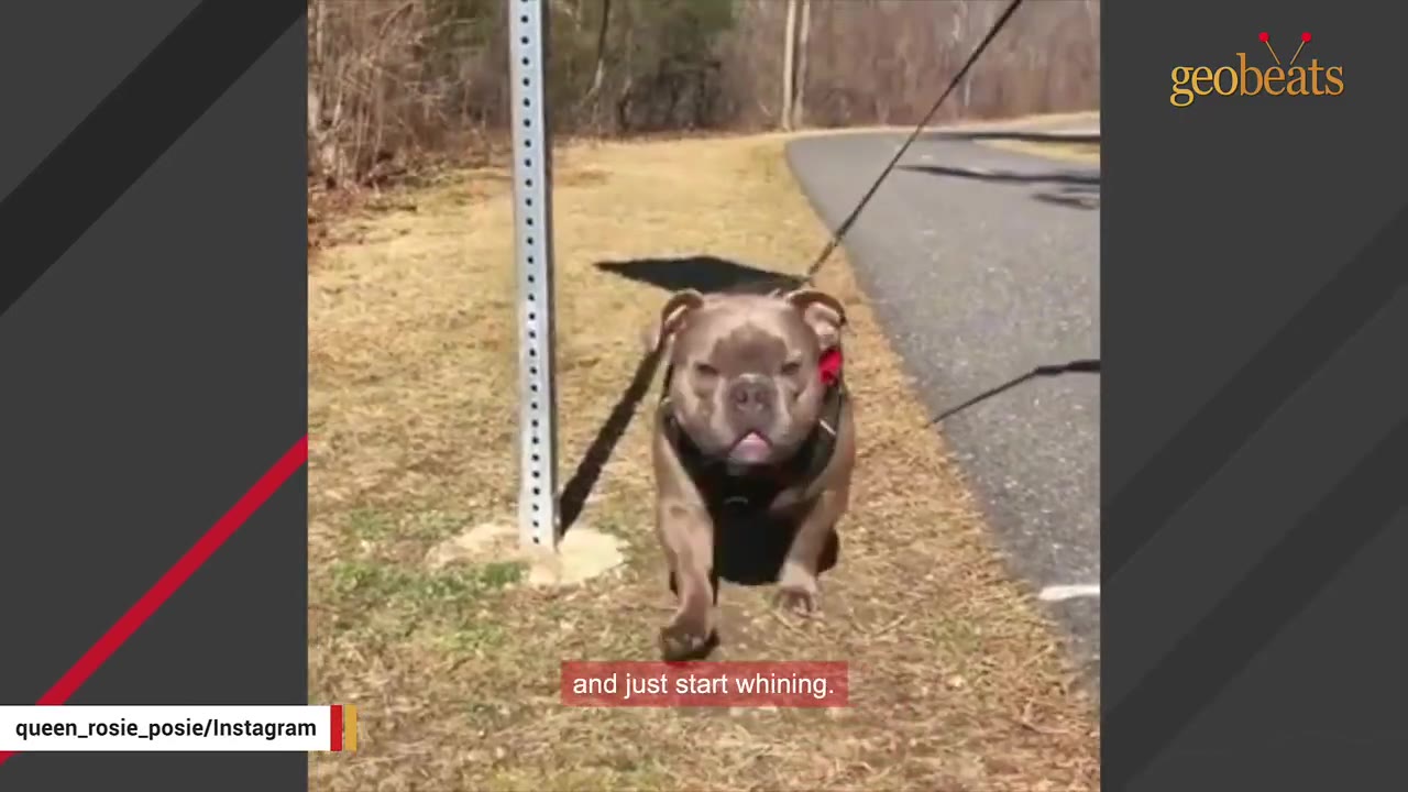 A gray bulldog walking on a leash on a grassy path next to a paved trail outdoors.