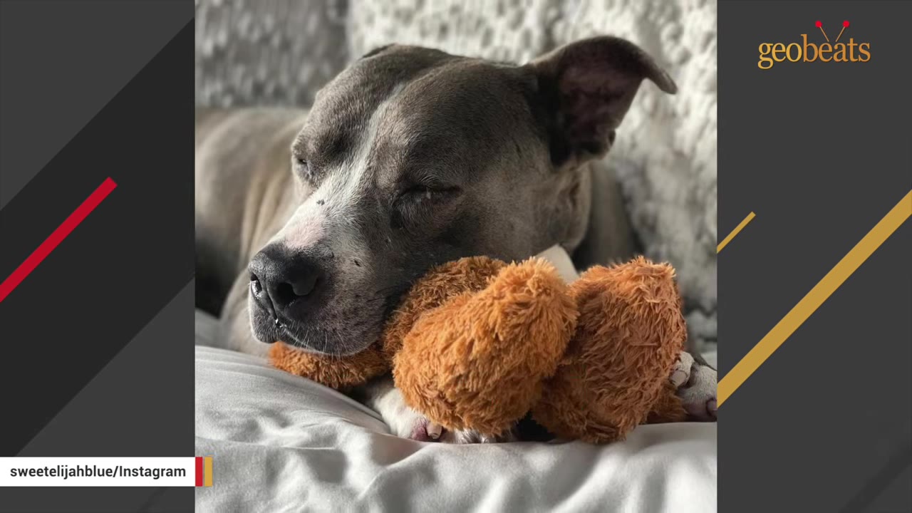 A gray and white dog resting its head peacefully on a fluffy brown plush toy.