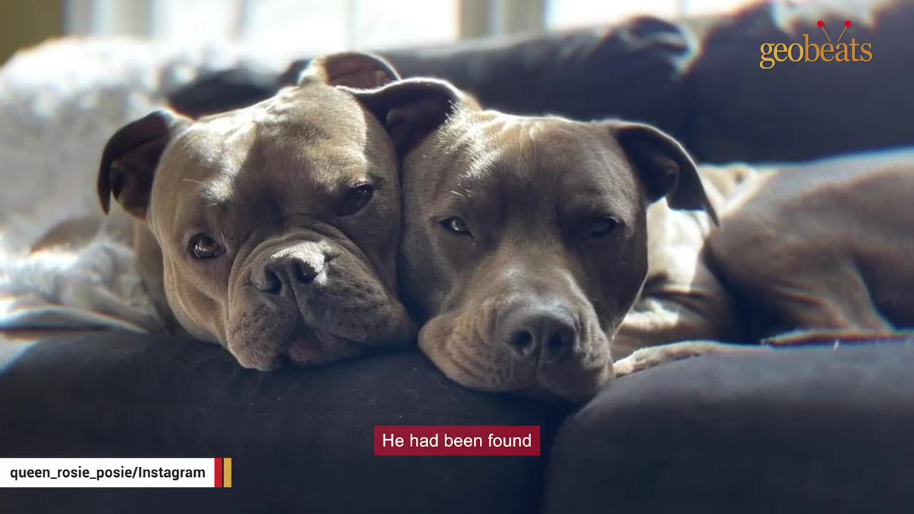 Two pit bull type dogs resting their heads close together side-by-side on a dark sofa.