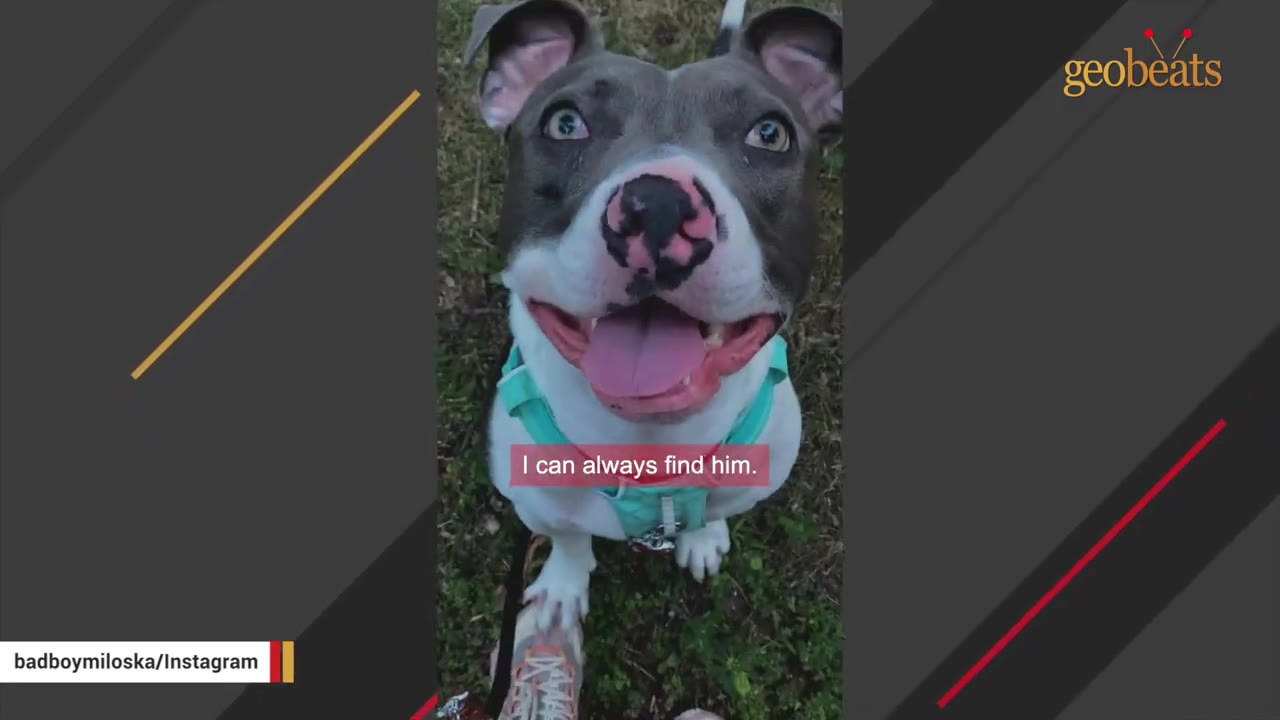 A close-up view of a grey and white dog wearing a teal harness looking up with an open mouth and happy expression.