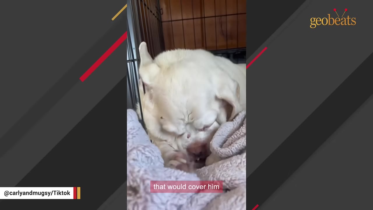 A small, light-colored dog resting inside a crate with blankets.