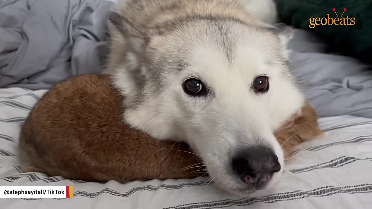 A fluffy white and grey husky gently rests its head on a small brown rabbit on a striped blanket.