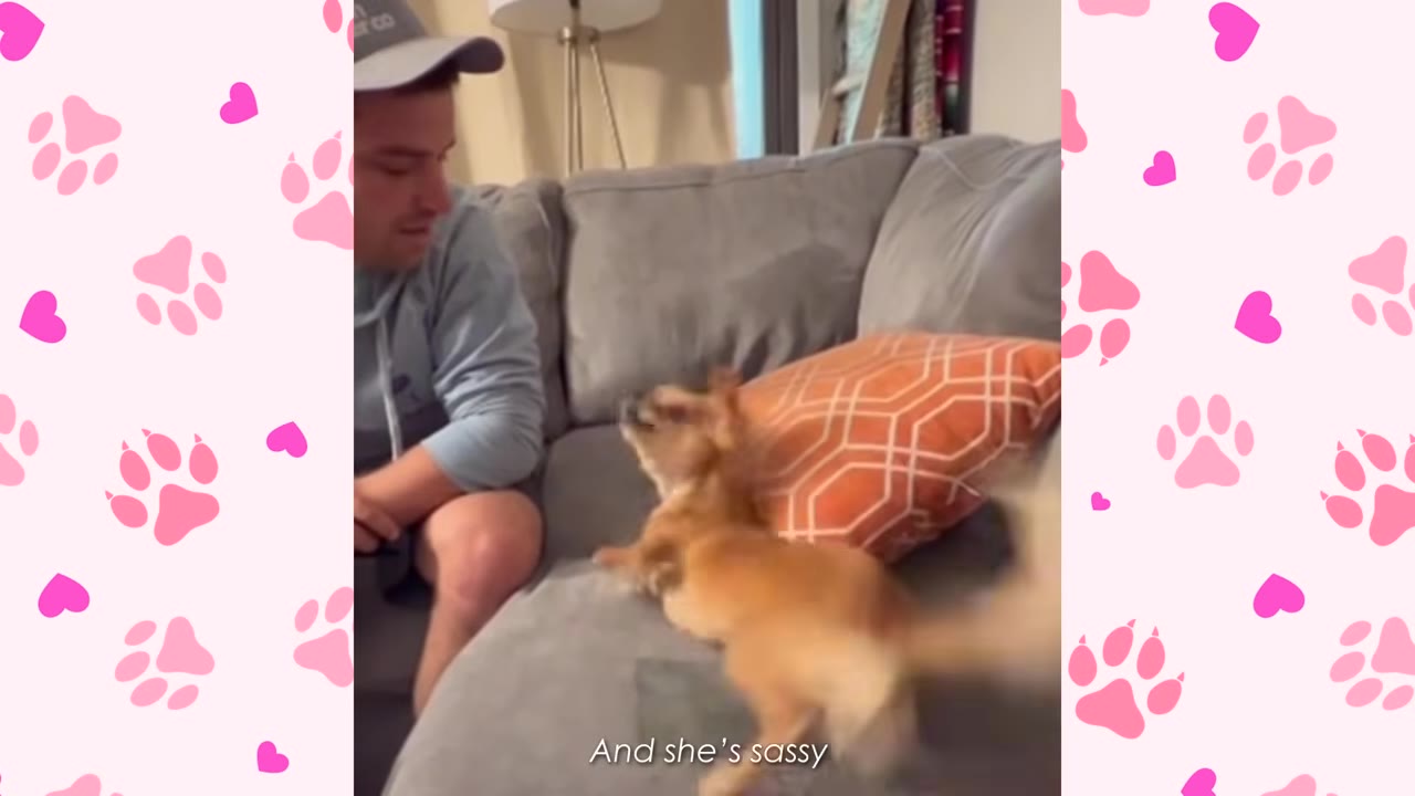 A small brown dog hops lively on a grey couch next to a man sitting beside an orange patterned pillow.