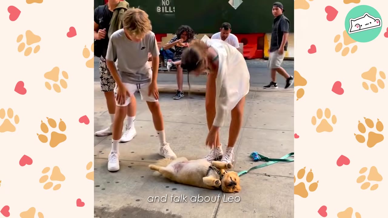 A small fluffy dog lies on its back on a city sidewalk while people lean down to pet him.