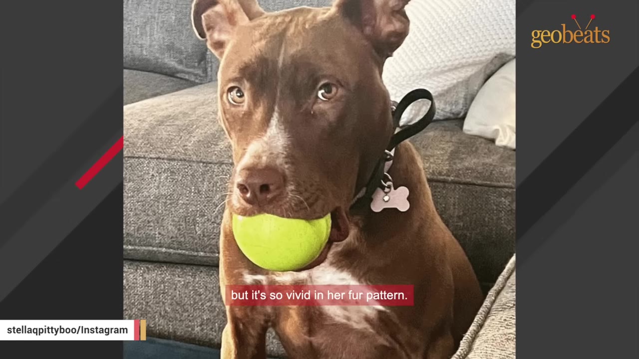 A brown pit bull mix dog sitting indoors with a bright yellow tennis ball in her mouth.