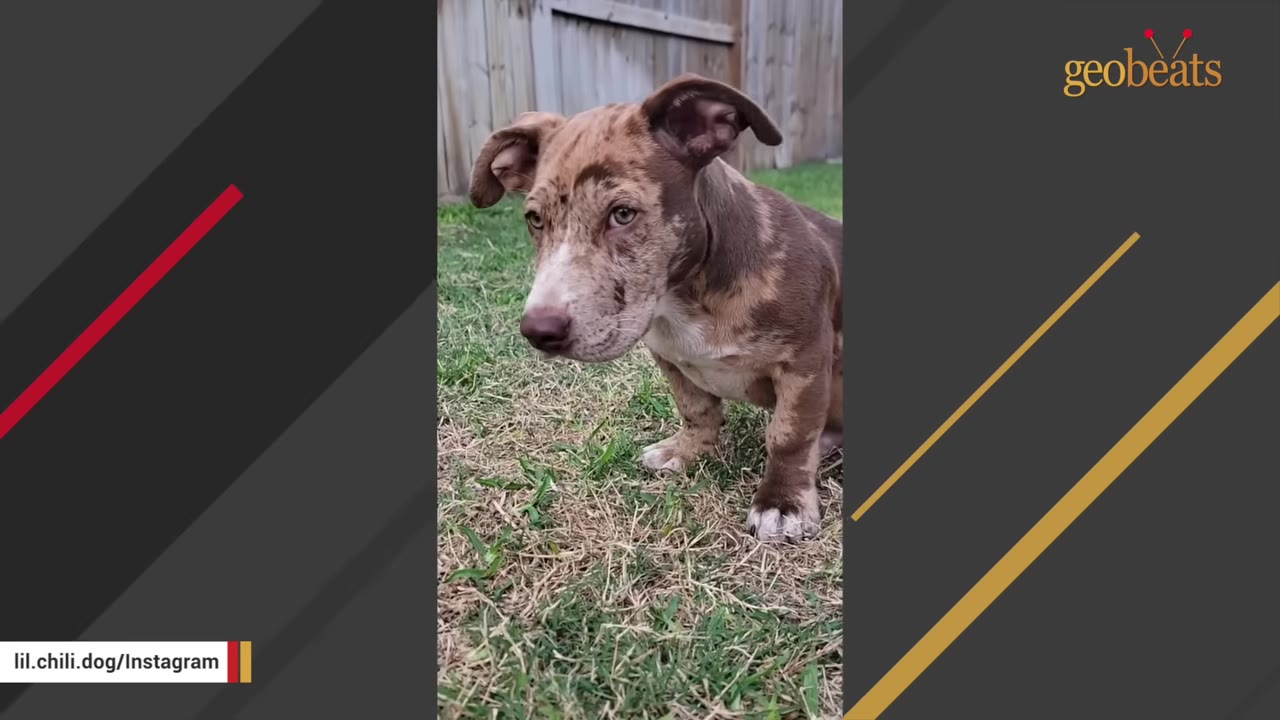 A dappled brown and tan dog with short legs and a pit bull-like head sitting outdoors on grass.