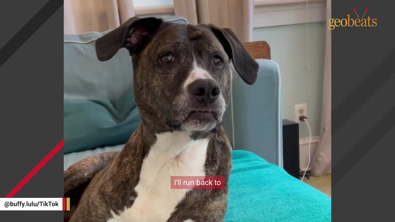 A brindle and white dog sitting upright on a teal couch, looking attentively toward the camera.