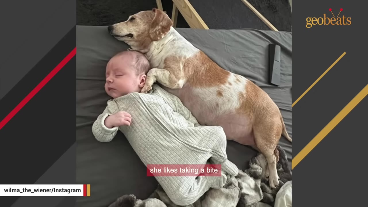 A dachshund dog lies sleeping on a bed next to a sleeping baby in a light-colored onesie.