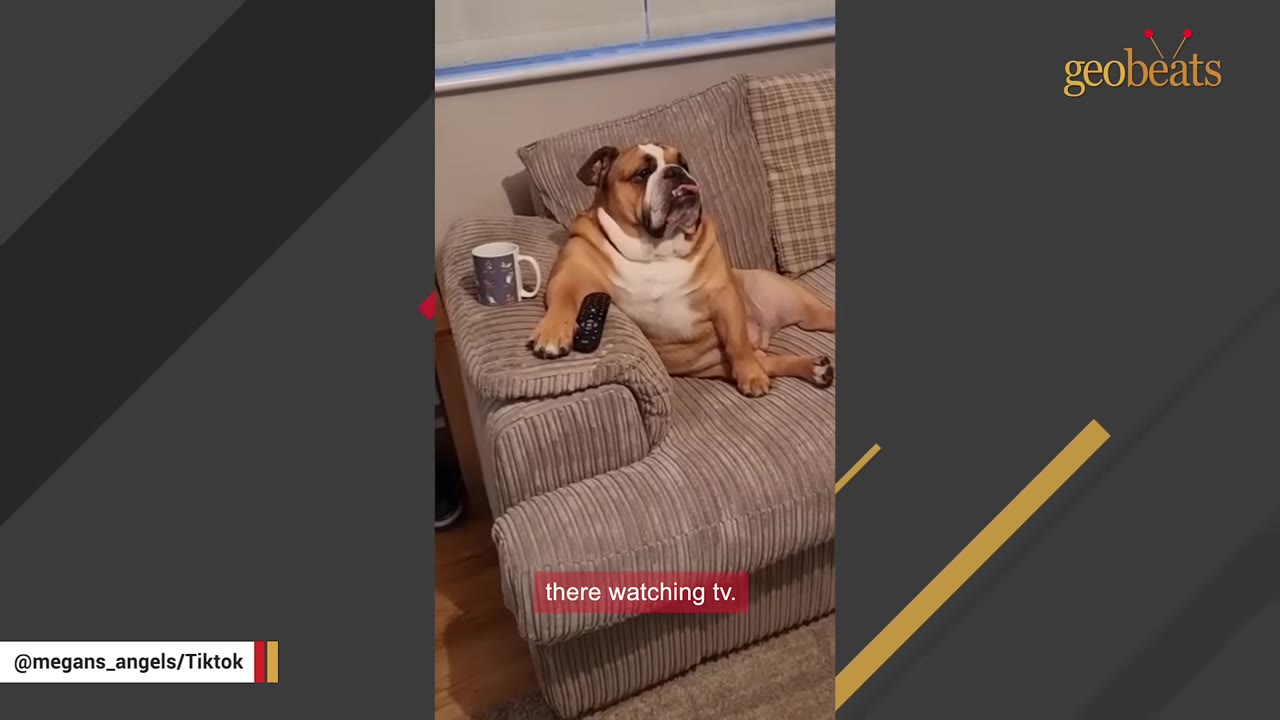 An English bulldog sits upright on a corduroy sofa like a human, resting his paw near a TV remote and a mug.